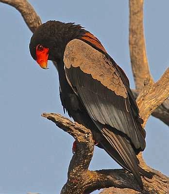 Hwange offers a birders paradise - Bomani - Bateleur Eagle