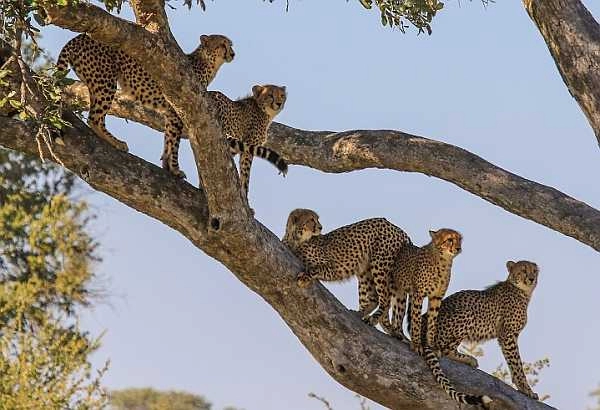 Bomani Tented Camp - 5 Cheetah in tree