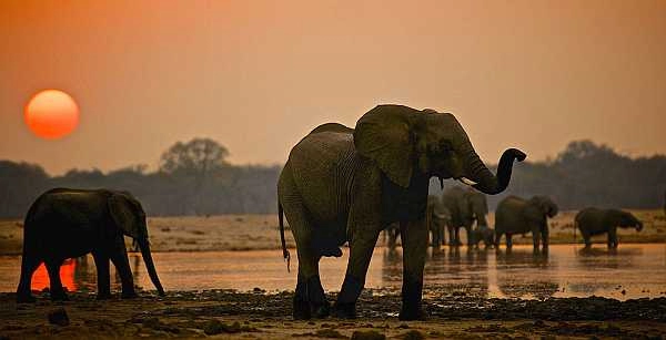 Hwange safari - Elephants at sunrise