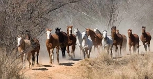Free roaming horses at Camp Davidson