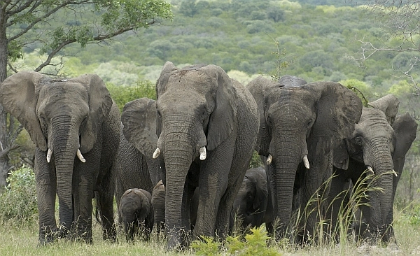 Camp Jabulani elephants