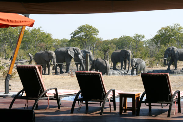 Elephants around lodge