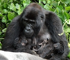 Gorilla Twins