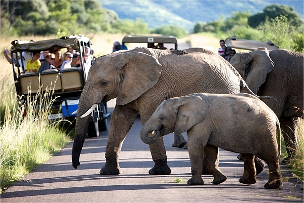 Pilanesberg safari elephants