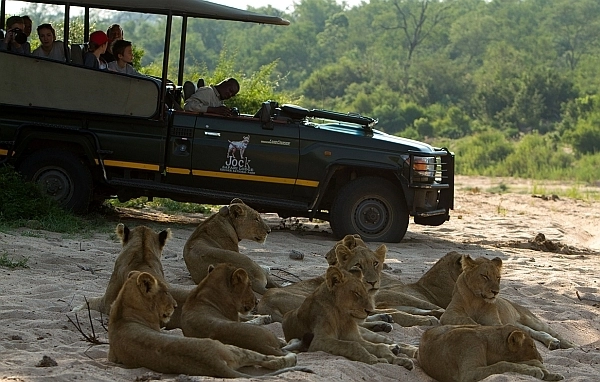 Jock Safari Lodge safari lion