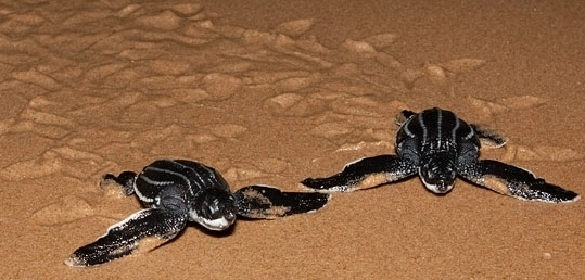 Turtle Leatherback hatchlings
