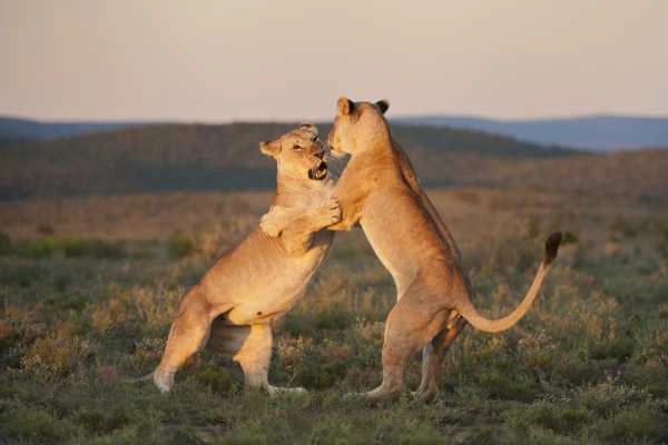 Kwandwe dancing lions