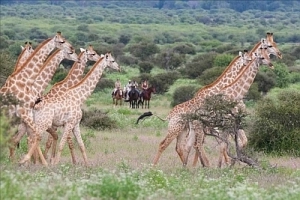 Giraffe on safari