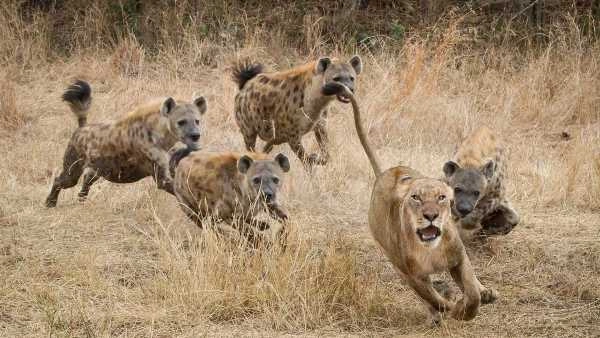 Hyenas chasing lion at Londolozi