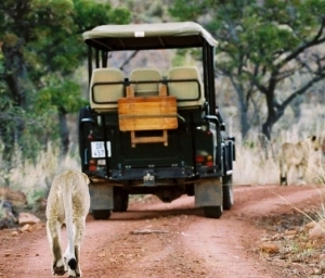 Makweti Safari Lodge - lion on safari
