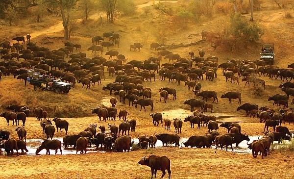 MalaMala safari - Buffalo