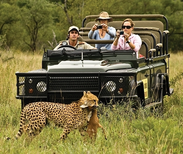 MalaMala offers exceptional game viewing - leopard with kill