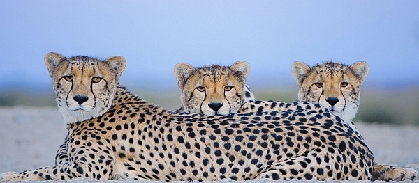 Mashatu Game Reserve - cheetah