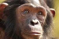 Ngamba Island chimp