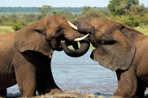 Ngoma Safari Lodge - Elephants in Chobe River