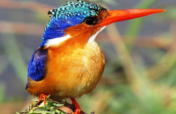 South Luangwa Birding Safari - Malchite Kingfisher