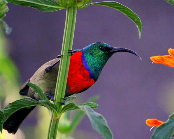 Pumba Game Reserve Male Double Collared Sunbird