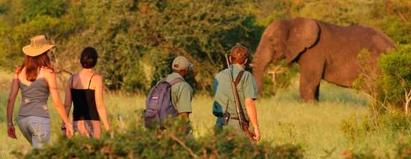 Rhino Walking Safari in the Kruger National Park