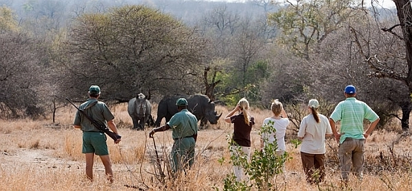 Kruger walking safari