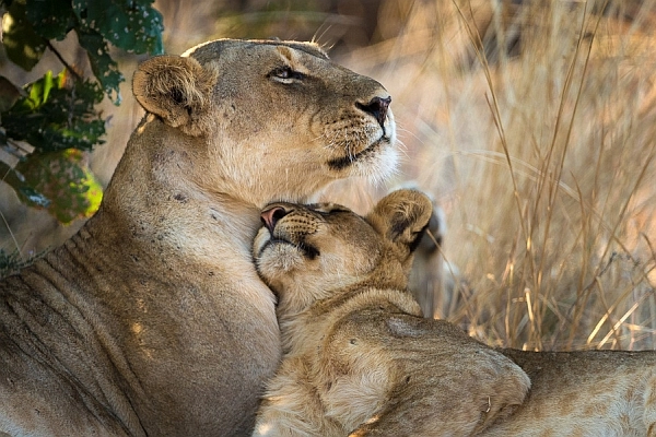 Lioness with cub - on safari in Zambia