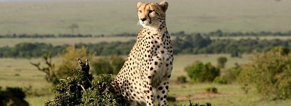 Rovos Rail luxury safari - cheetah