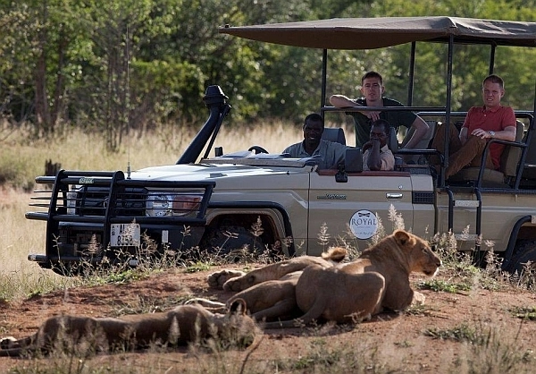 Royal Zambezi Lodge safari lions