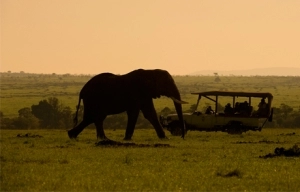 Masai Mara safari - Elephant