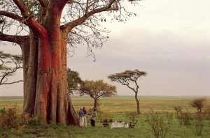Sanctuary Swala in Tarangire - Baobab Tree