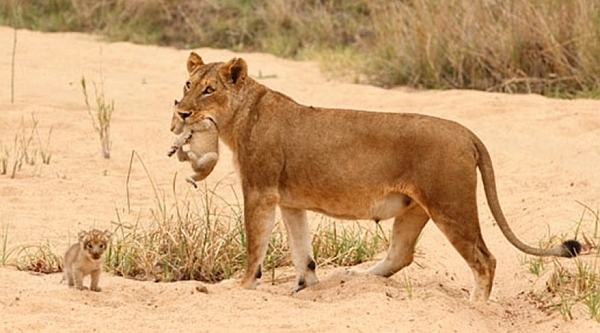 Lioness with cubs in Sabi Sand Reserve (Greater Kruger National Park)
