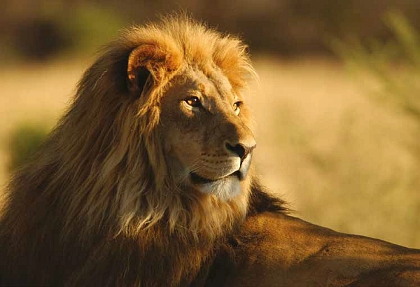 Safari in Tanzania - Lion