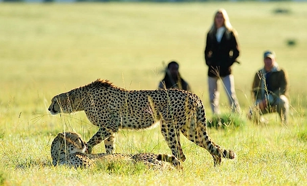 Shamwari safari cheetah
