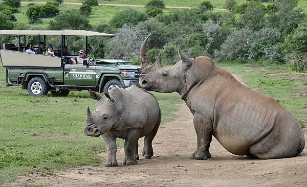 Shamwari safari rhino