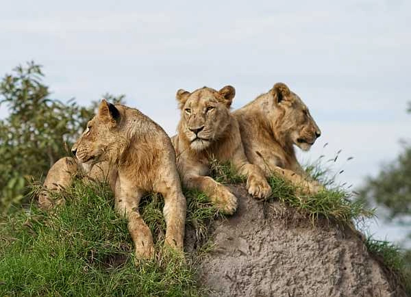 Singita Lebombo Lodge Kruger National Park lions
