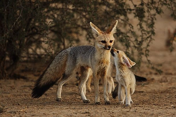 Cape Fox Mom and Pup