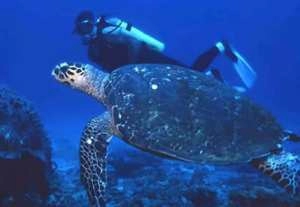 Thonga Beach Lodge - diving with turtles