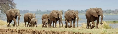 Distinctive Zambezi safari in Kafue National Park