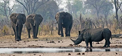 The best of Zimbabwe and Zambia Safari