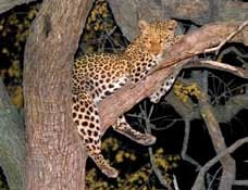 Little Makalolo - leopard in tree